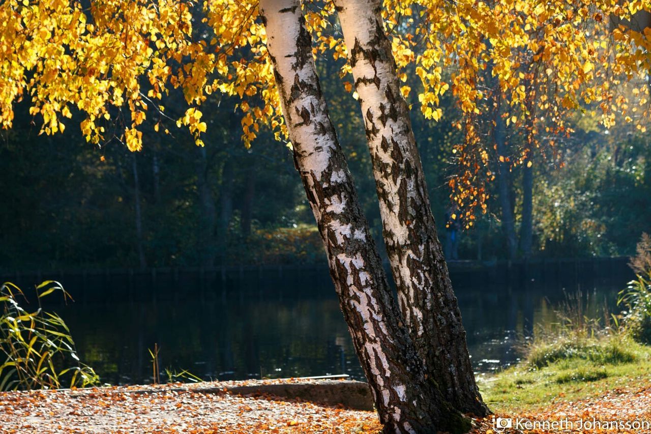 tree, tree trunk, water, tranquility, branch, lake, nature, tranquil scene, beauty in nature, reflection, growth, scenics, forest, idyllic, outdoors, lakeshore, no people, river, non-urban scene, sunlight