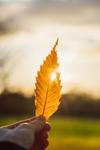 Close-up of hand holding leaf during sunset