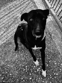 Portrait of black dog standing on floor