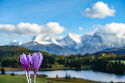Close-up of purple crocus by lake against sky