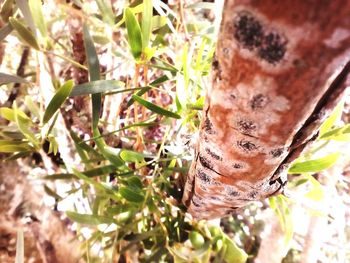 Close-up of lizard on plant