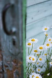 Close-up of white flowering plant