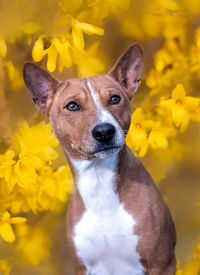 Close-up of dog on yellow flower