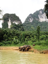 Sheep on rock by river in forest against sky