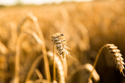 Close-up of wheat growing on field