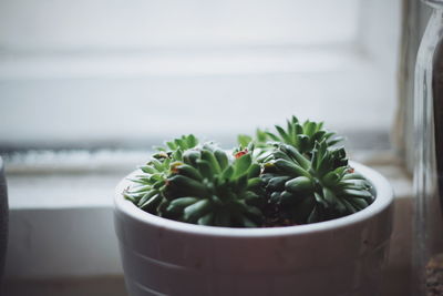 Close-up of succulent plant in pot