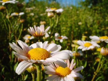 Close-up of white flowers blooming on field