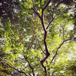 Low angle view of trees in forest