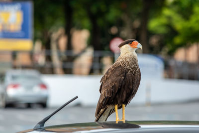 Close-up of hawk perching on a car