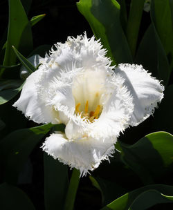 Close-up of white flower blooming outdoors