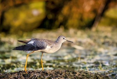 Close-up of bird perching on a land