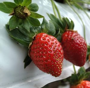 Close-up of strawberries