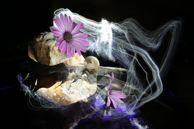 Close-up of purple flowering plant against black background