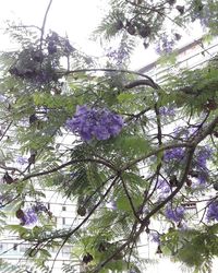 Low angle view of flower tree against sky