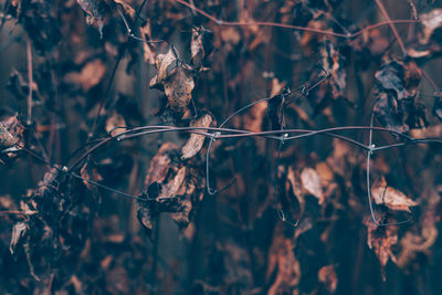 Close-up of dried leaves on tree