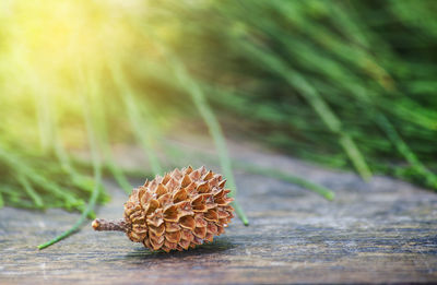 Close-up of pine cone on table