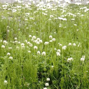 Wildflowers growing in field