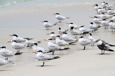 Flock of seagulls on beach