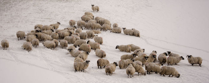 Flock of sheep on snow covered land