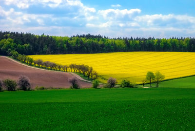 Scenic view of agricultural field against sky