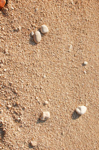 High angle view of shells on sand