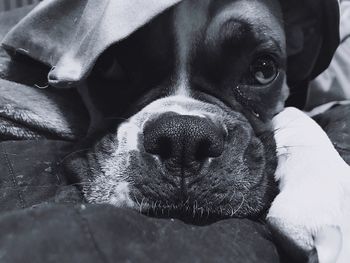Close-up portrait of dog