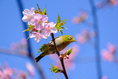 Close-up of bird on pink flower