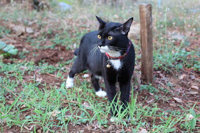 Black cat lying on grass