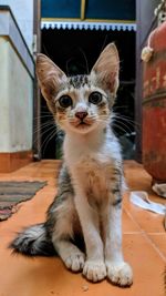 Portrait of a cat looking away