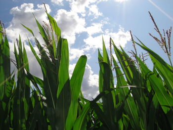 Close-up of crops growing on field against sky