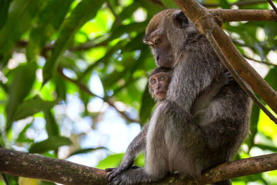 Low angle view of monkey sitting on tree