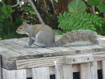 Close-up of squirrel on wooden fence