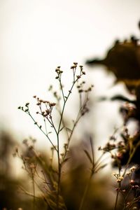 Close-up of flowering plant on field against sky