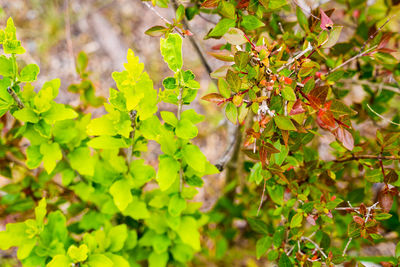 Close-up of fresh green plant