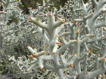 Close-up of plants during winter