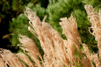 Close-up of fresh plants on field