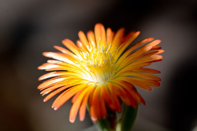 Close-up of yellow flower against blurred background