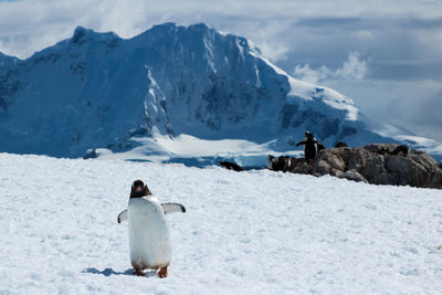 Gentoo penguin walking on ice at georges point, antarctica.