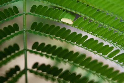 Full frame shot of green leaves