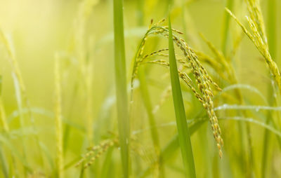 Close-up of wheat growing on field