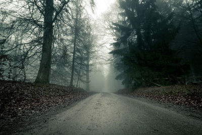 Road amidst trees in forest