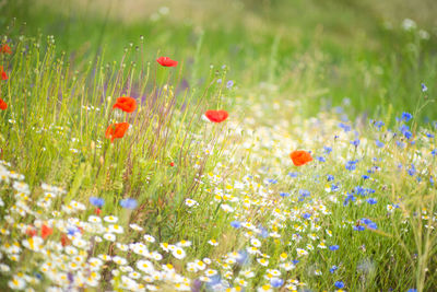 Close-up of red poppy flowers in field