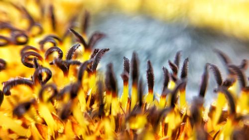 Close-up of yellow plants growing outdoors