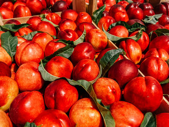 Full frame shot of apples