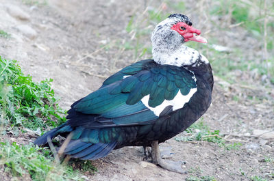 Close-up of a bird perching on a field