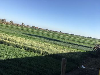 Scenic view of agricultural field against clear sky