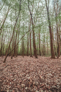 Trees in forest