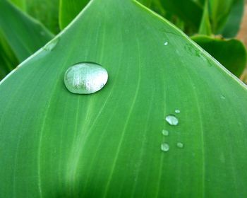 Close-up of raindrops on green leaves