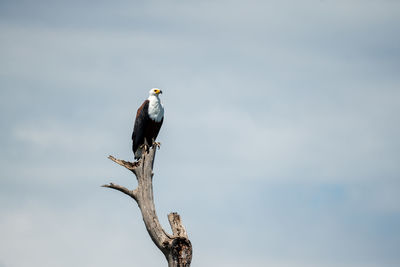 Low angle view of bird perching on tree against sky