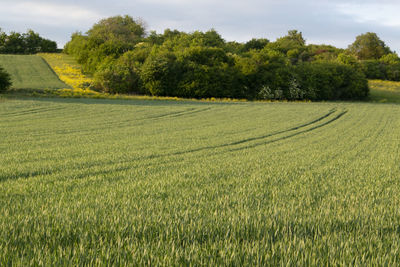 Evening walk through meadows and fields near bad nauheim in hesse.